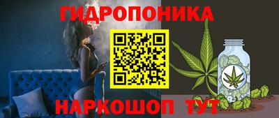 гашик Кингисепп